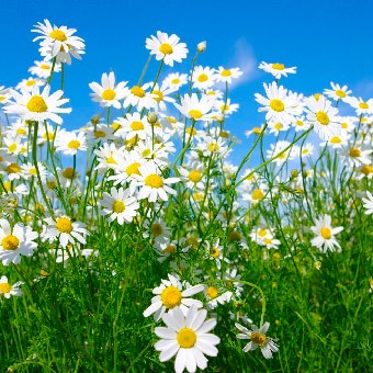 Wild flowers growing