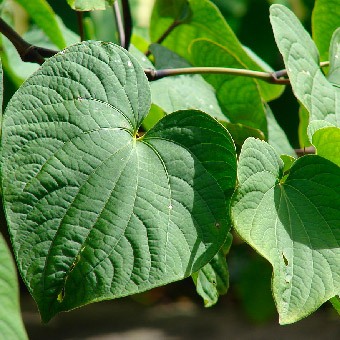 Green leaves