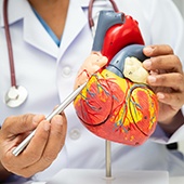 A doctor pointing to a model of the heart